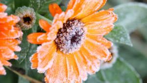 Orange Flower with Frost