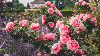 beautiful peonies and lavender in a cottage yard home