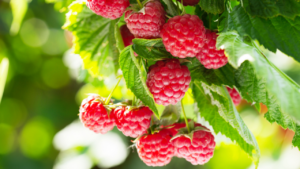 raspberries on the vine
