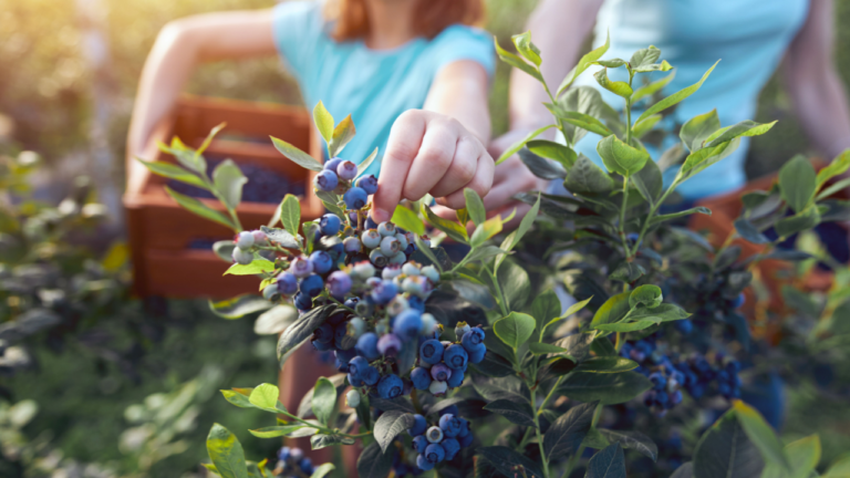 family picking blueberries