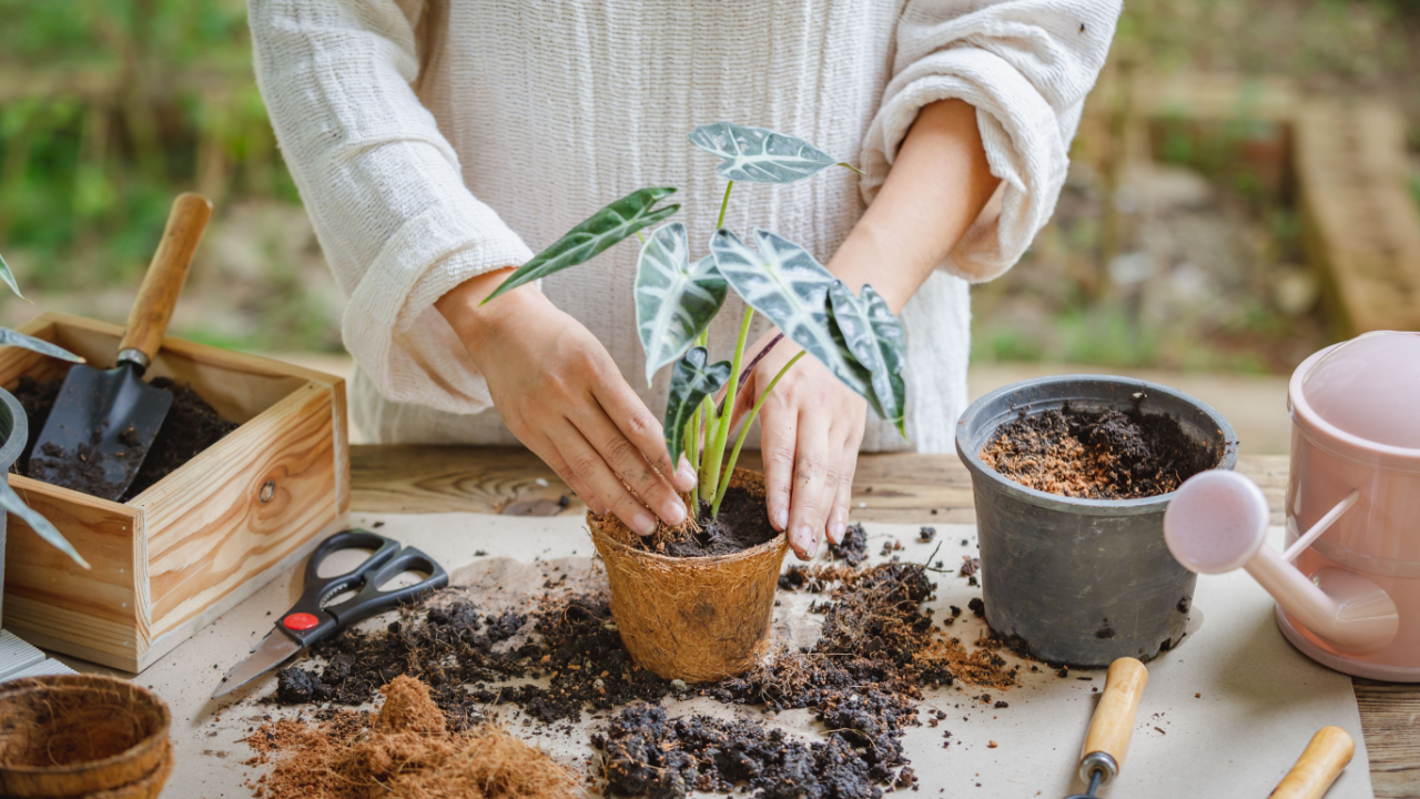 woman repotting translplanting an indoor plant