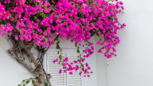 Pink Bougainvillea flowers on white wall. Tenerife flowers.