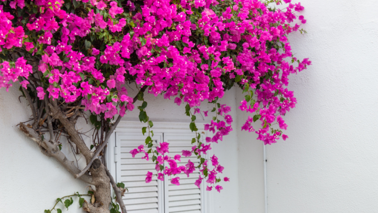 Pink Bougainvillea flowers on white wall. Tenerife flowers.