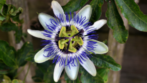 passion flower