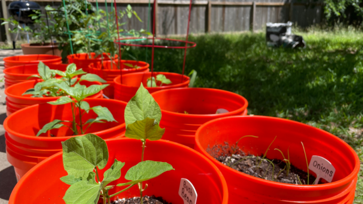 From Bucket to Table: Start These Easy Veggies Right Now