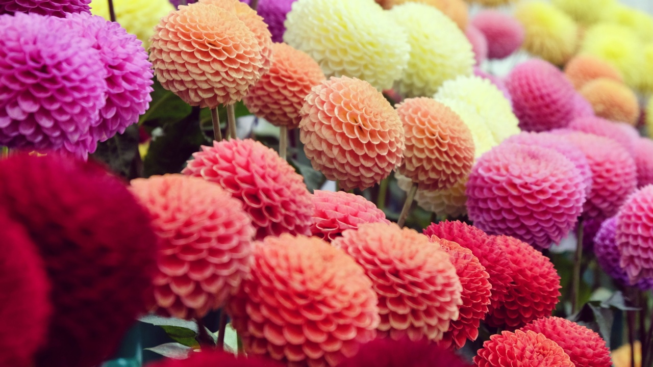Colourful pompon dahlias in flower.