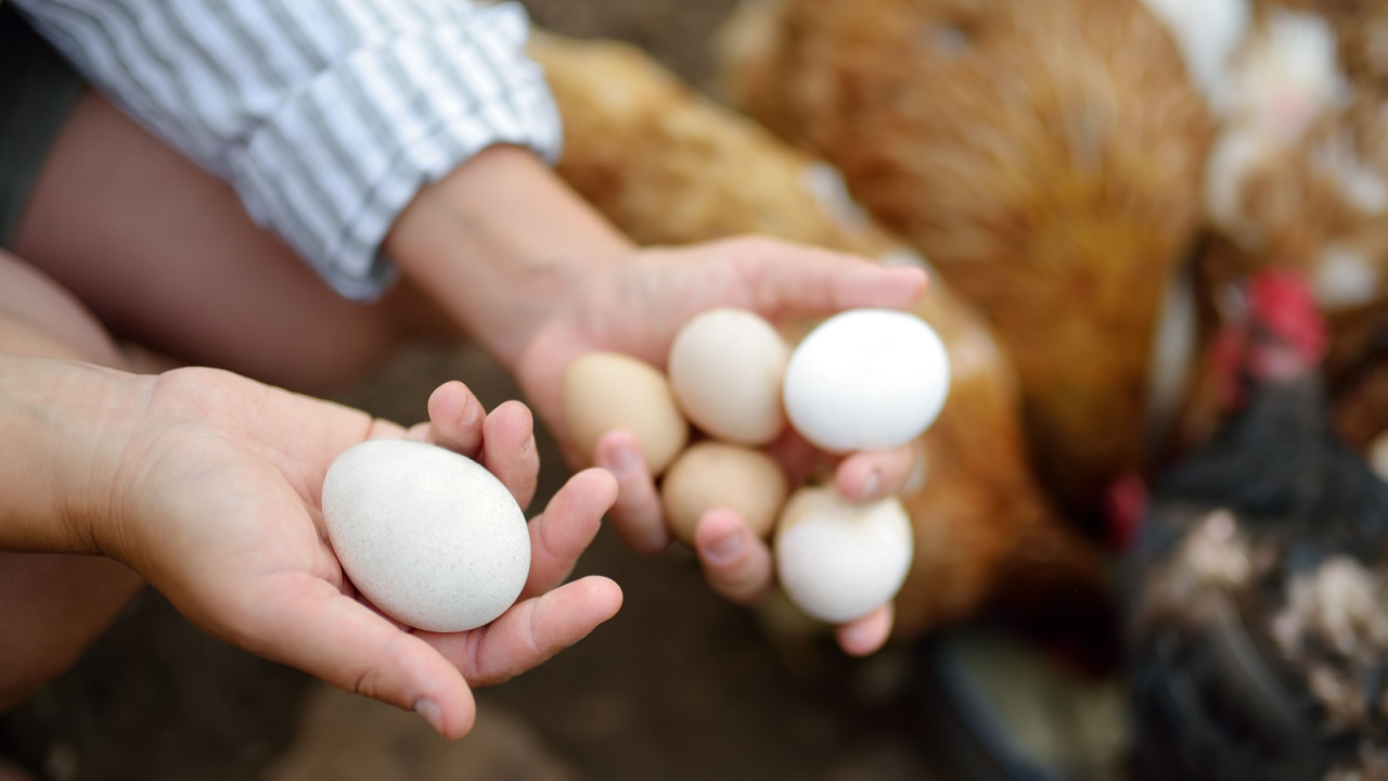 chicken eggs