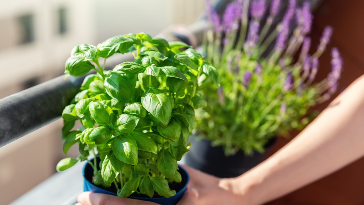 Close-up woman hand holding hanged pot with green fresh aromatic basil grass growing on apartment condo balcony terrace against sun blooming lavender flower. Female person cultivate homegrown plant