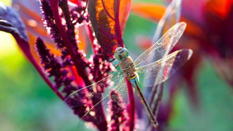 A large beautiful dragonfly on a flower of vegetable amaranth lit by the rays of the sun.