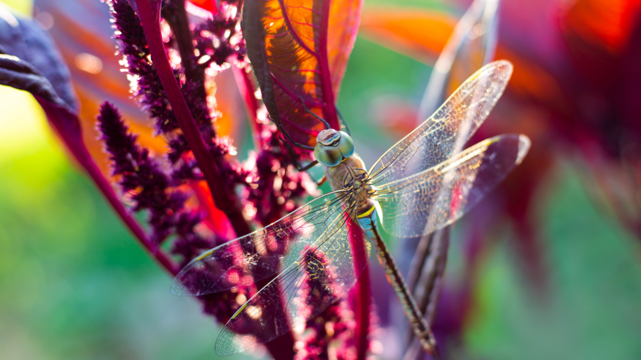 A large beautiful dragonfly on a flower of vegetable amaranth lit by the rays of the sun.