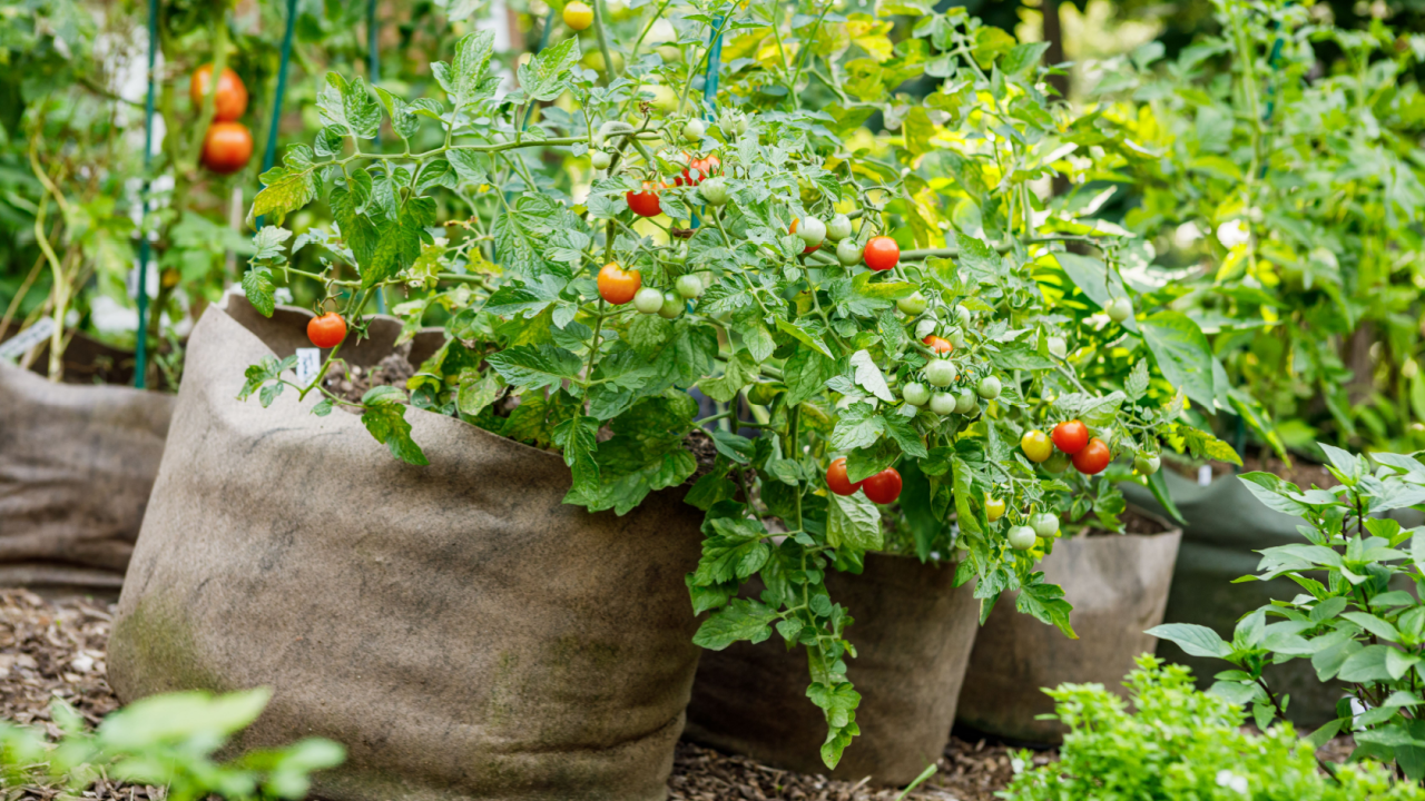 grow bag tomatoes