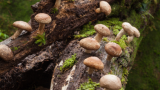 shitake mushrooms on a log
