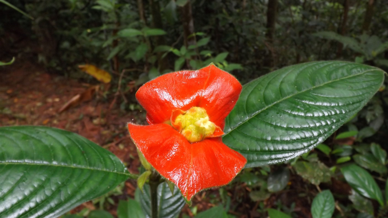 Hookers Lips or Hot Lips flower, Psychotria Elata