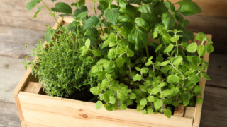 herbs in a box oregano basil mint