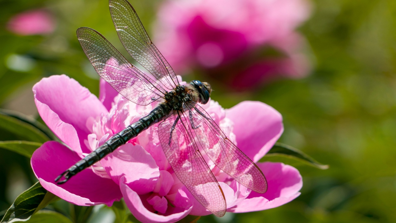 Dragonfly on a peony. Dragonfly on a pink peony flower.
