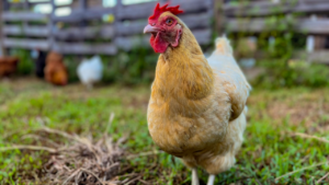Light brown, Buff Orpington Chicken hen walking towards the camera cautiously in a small field on a homestead with a wooden pallet fence in the background and other chickens on a beautiful evening.