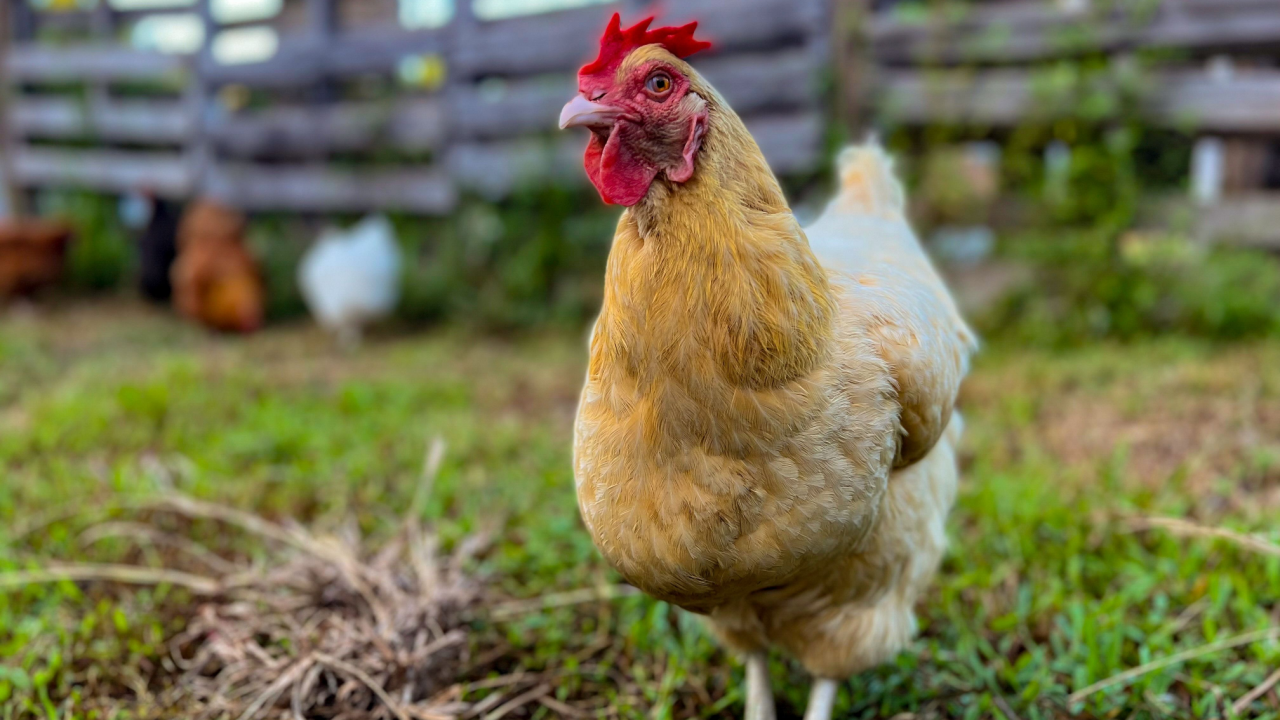 Light brown, Buff Orpington Chicken hen walking towards the camera cautiously in a small field on a homestead with a wooden pallet fence in the background and other chickens on a beautiful evening.