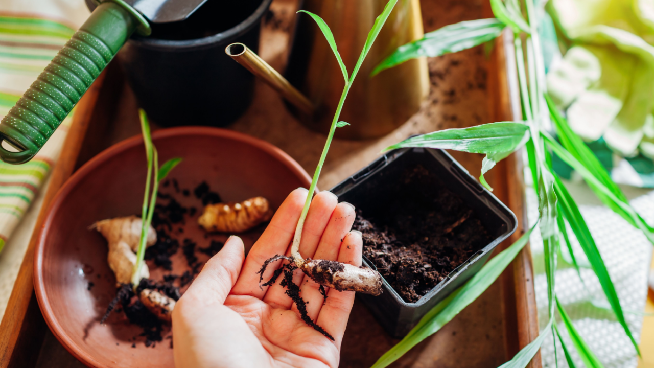 ginger plant indoor pot