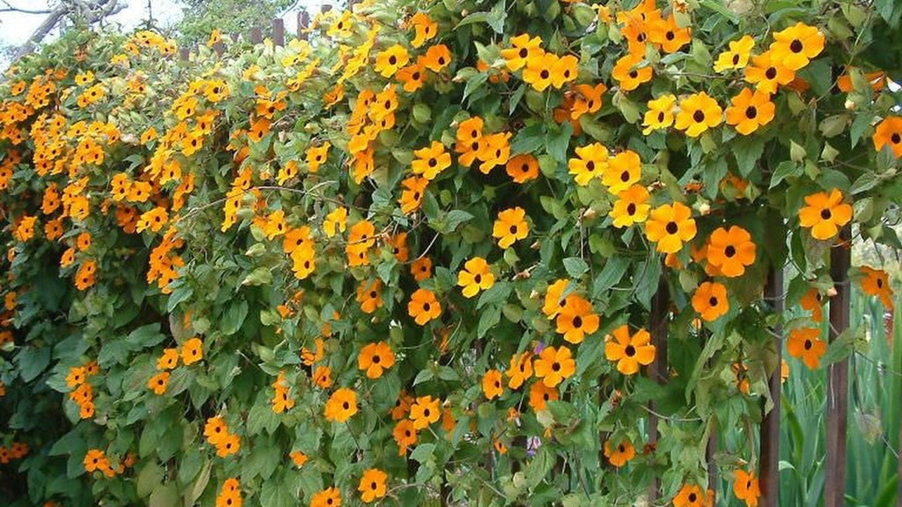 black eyed susan vine trellis growing on a fence vertical