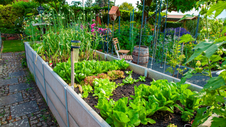 Residential garden, private vegetable garden. Landscape design in home garden, beautiful landscaping in backyard with raised bed with vegetables plants in springtime. home garden.