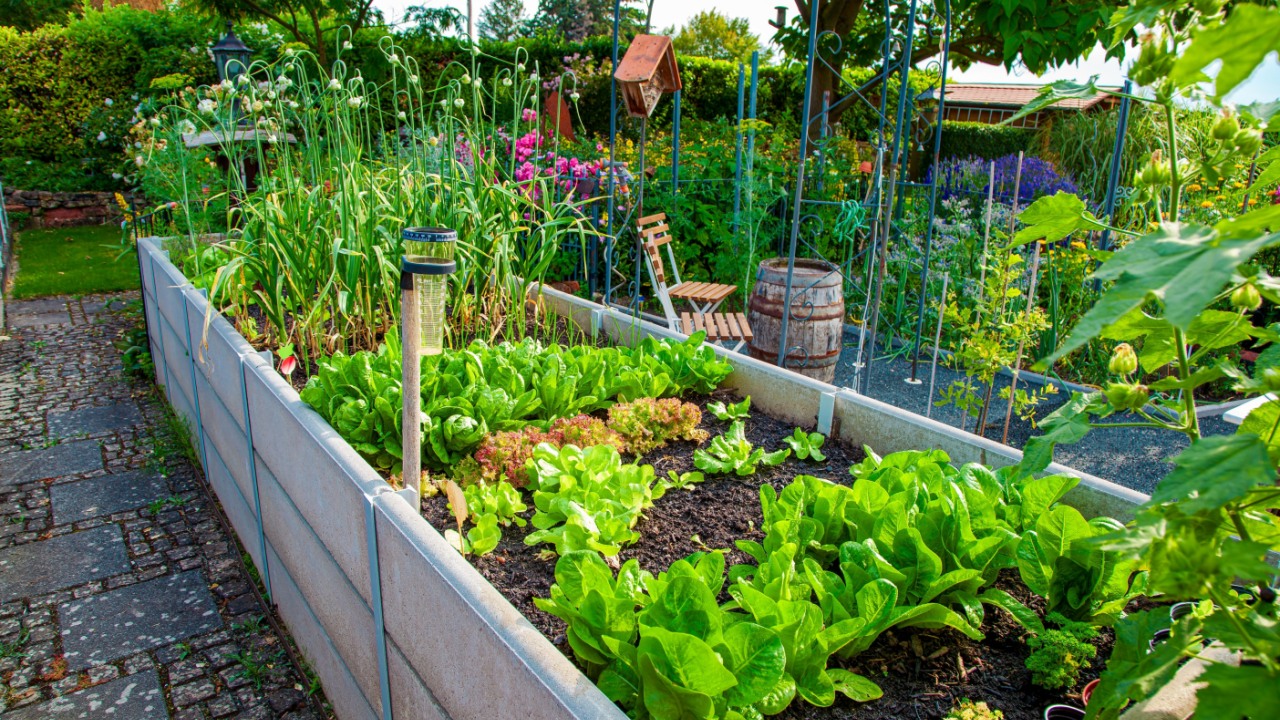 Residential garden, private vegetable garden. Landscape design in home garden, beautiful landscaping in backyard with raised bed with vegetables plants in springtime. home garden.