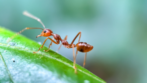 ant on a leaf