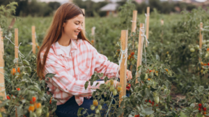woman in her garden picking tomatoes