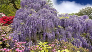 wisteria tree japan blooms
