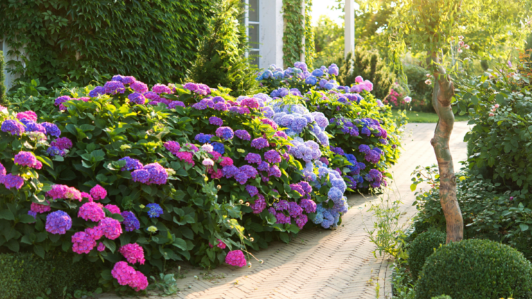 hydrangeas landscape