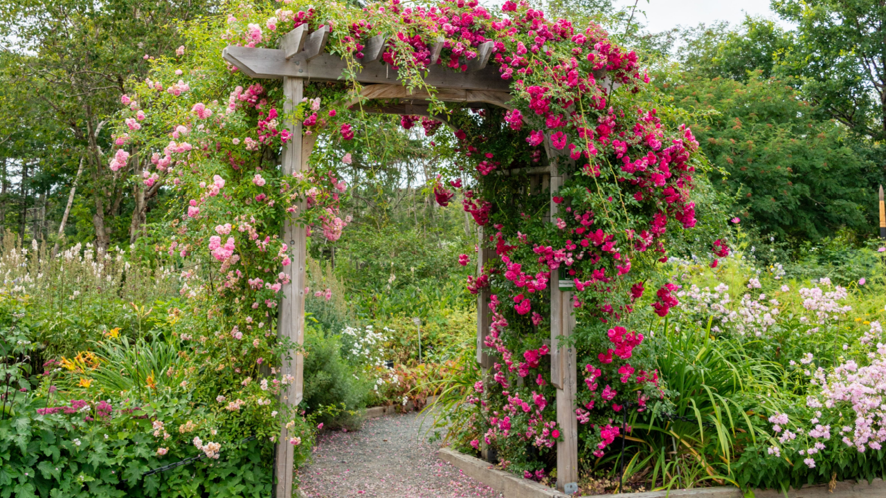 An outdoor wooden curved shaped archway or arbor surrounded by a lush green garden. The park has birch trees, climbing red roses, orange lily flowers, and vibrant green shrubs in a botanical park.