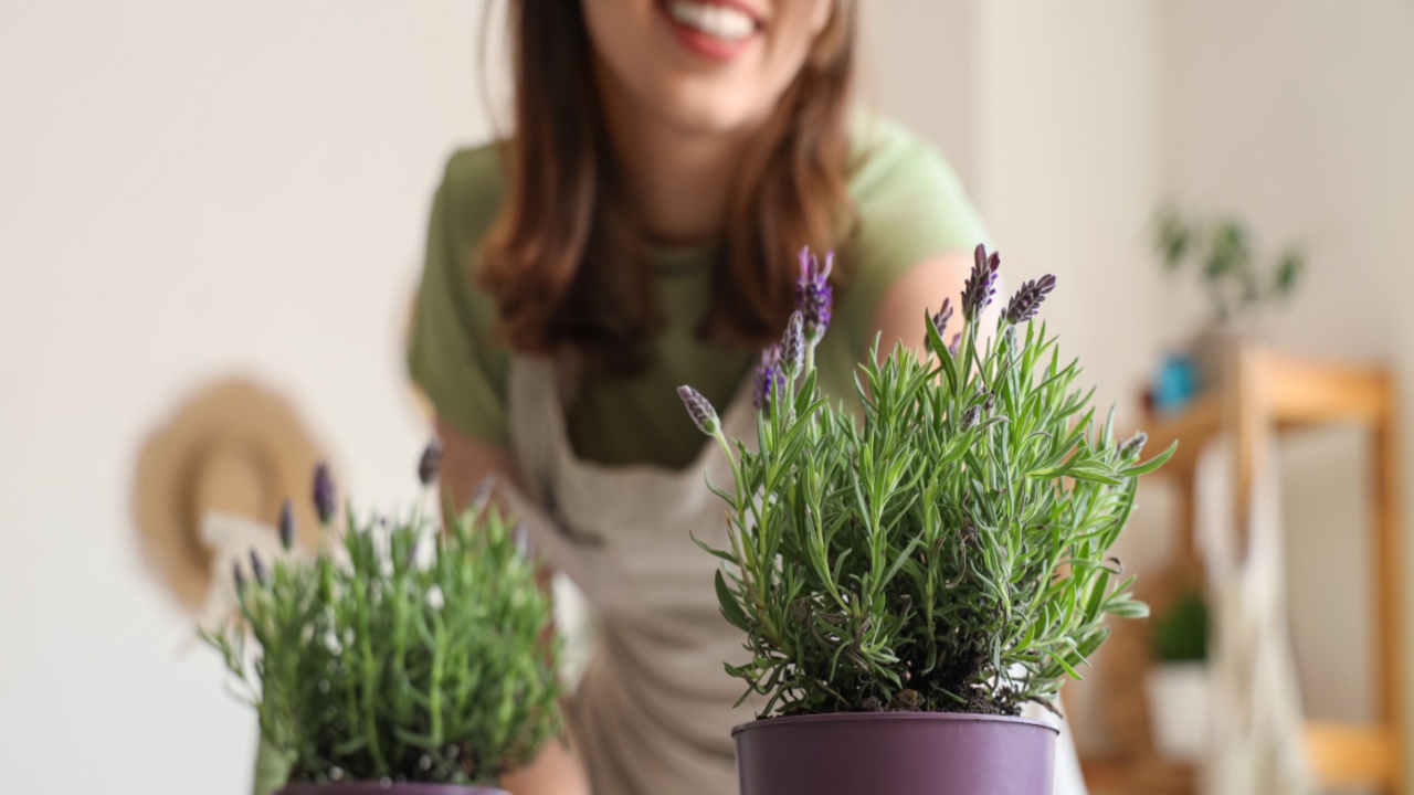 Young woman with lavender flowers on table at home, closeup
