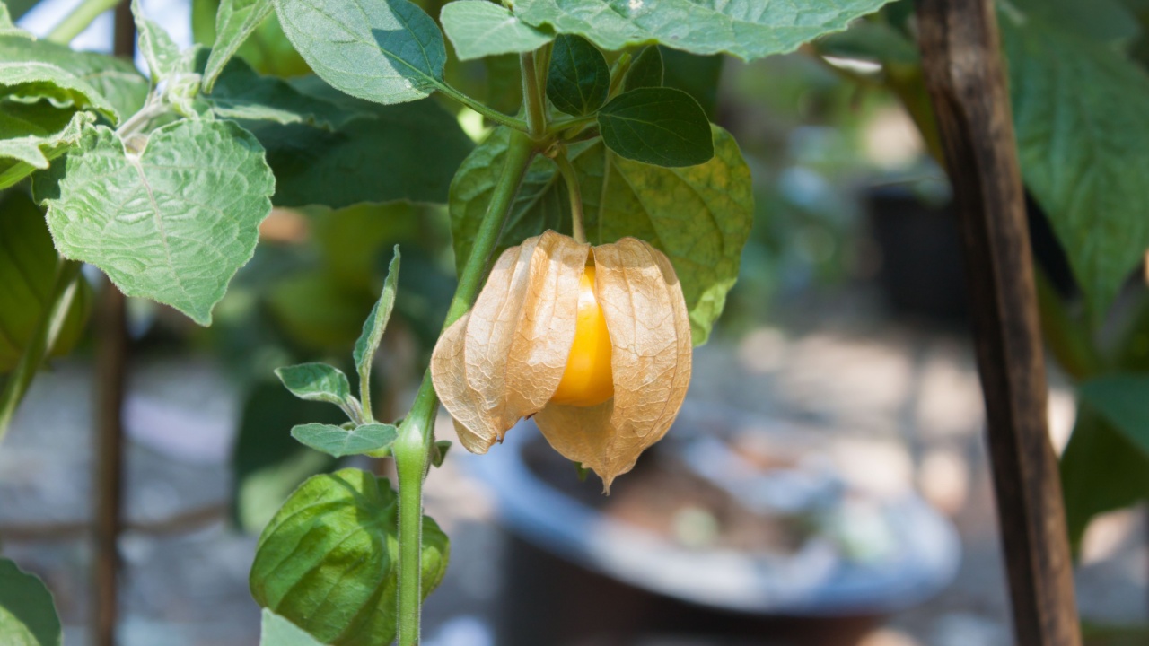 Cape Gooseberry