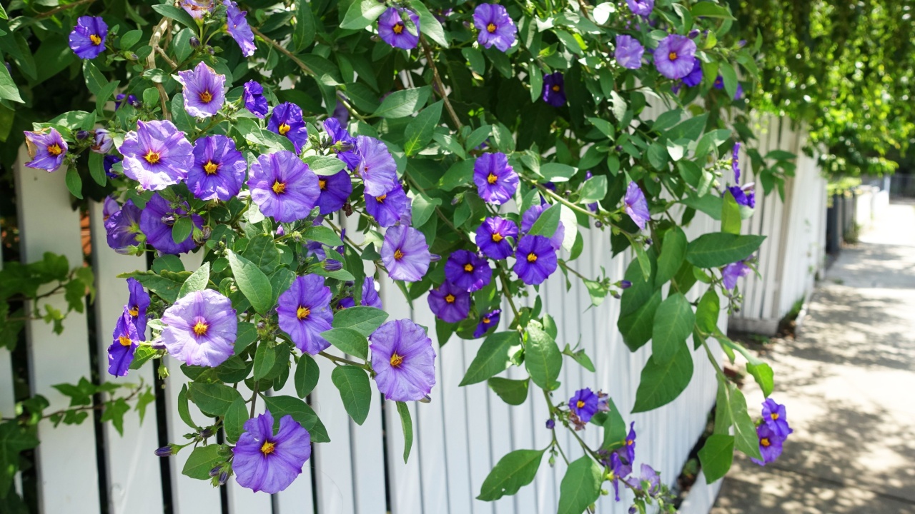 Purple morning glory flowers (Ipomoea purpurea) climbing on white front yard fence along an Australian suburban street sidewalk.