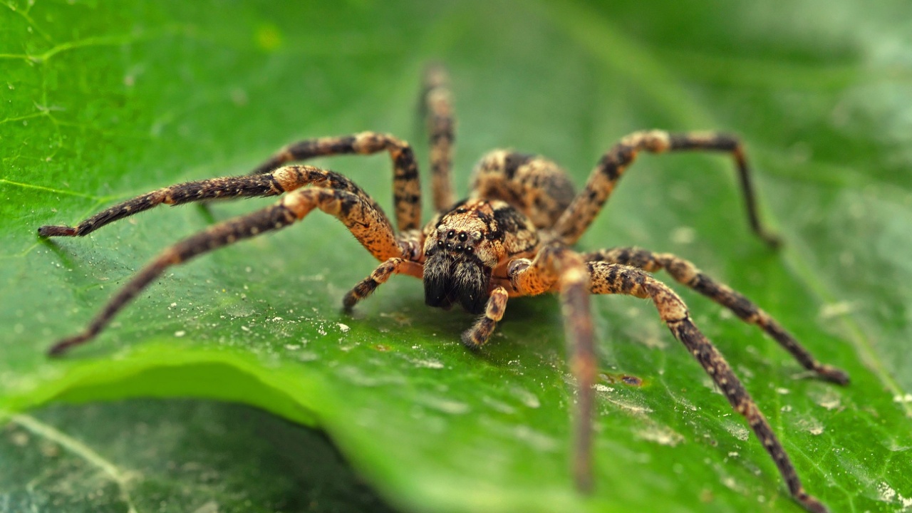 wolf spider on leaf