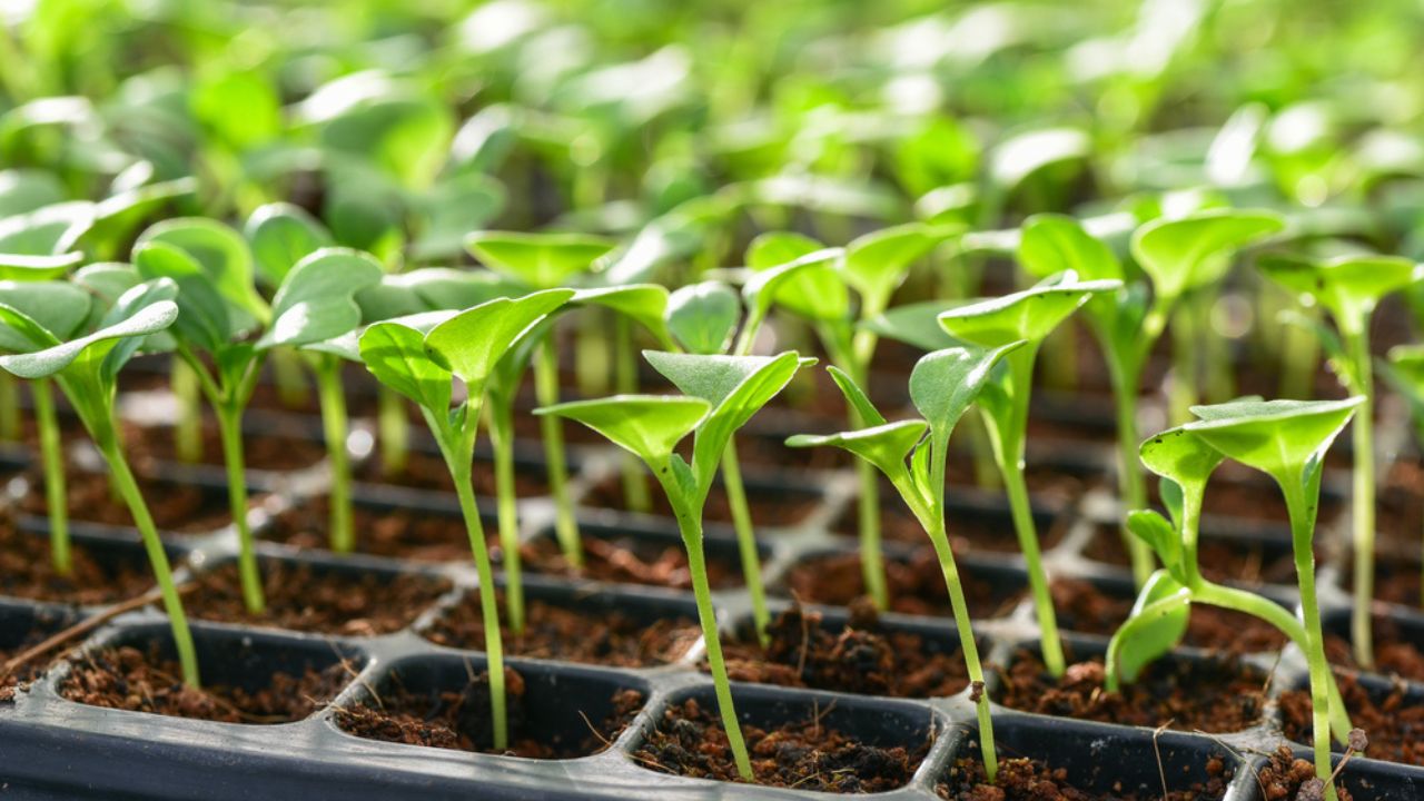 Small seedlings of lettuce growing in cultivation tray