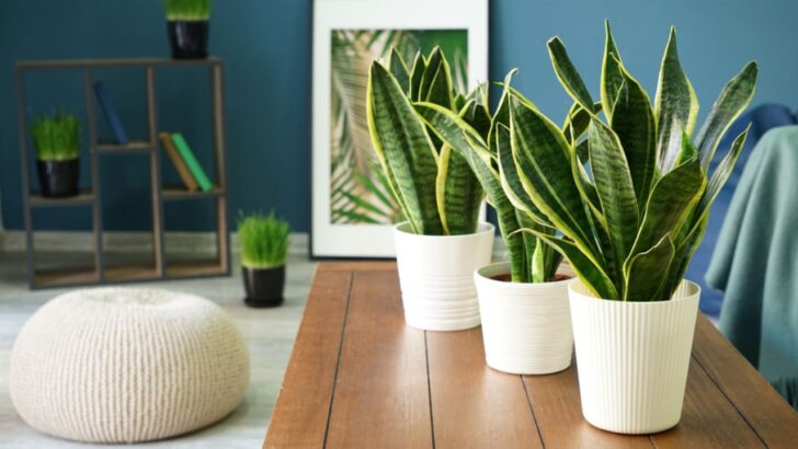 18 Best Indoor Plants for Health