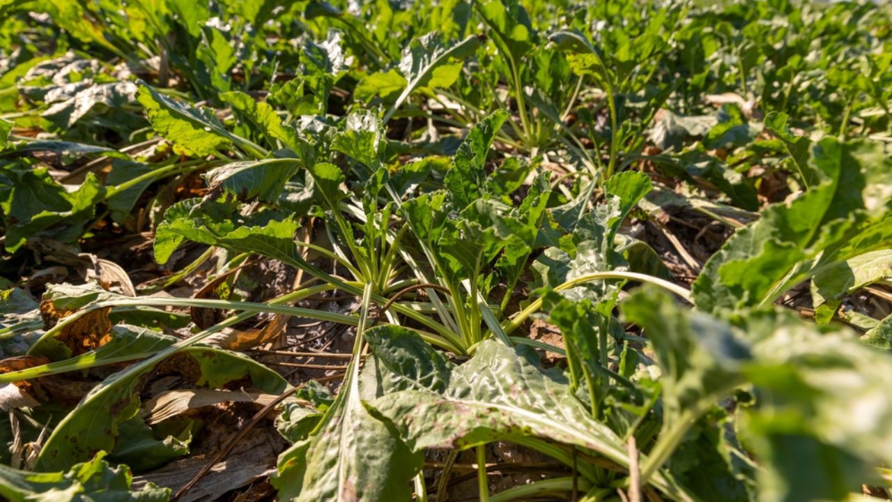 Sugar beet, some of the leaves of which have wilted, a field with sugar beet for the production of sugar before harvest, closeup
