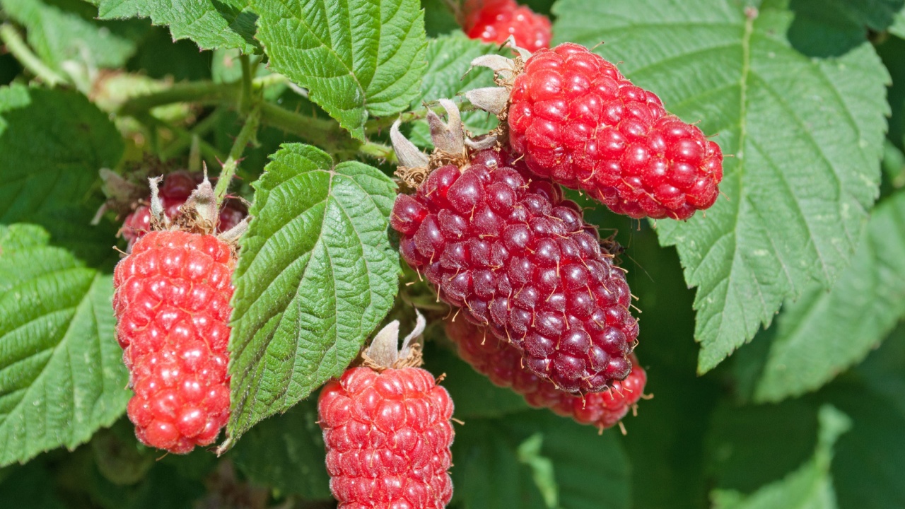 Tayberrys, Rubus fruticosus x idaeus, in the garden