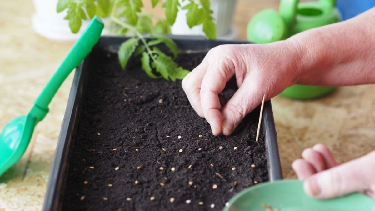 The Best Time To Start Seeds For A Thriving Garden, According To Experts