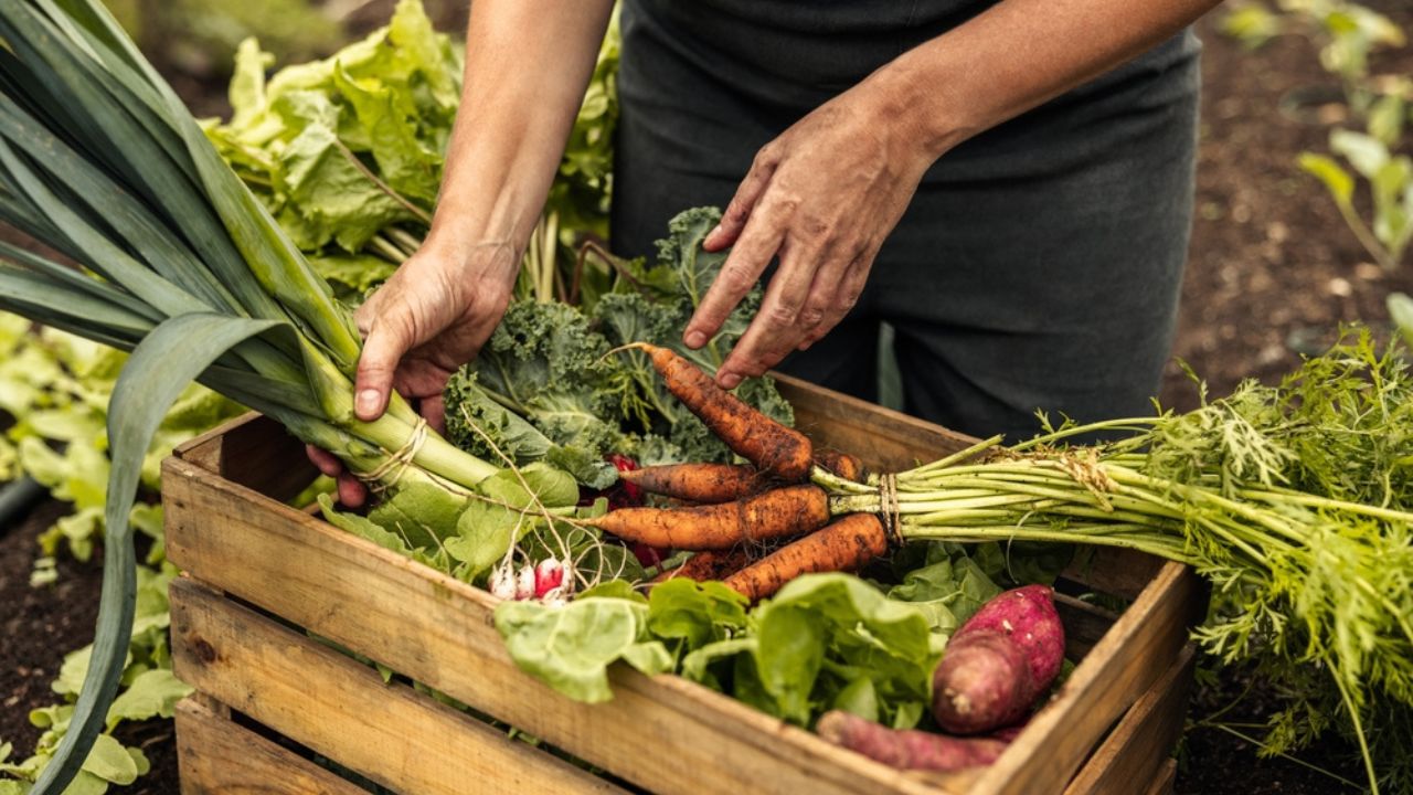 Vegetable farmer arranging freshly picked produce into a crate on an organic farm. Self-sustainable female farmer gathering a variety of fresh vegetables in her garden