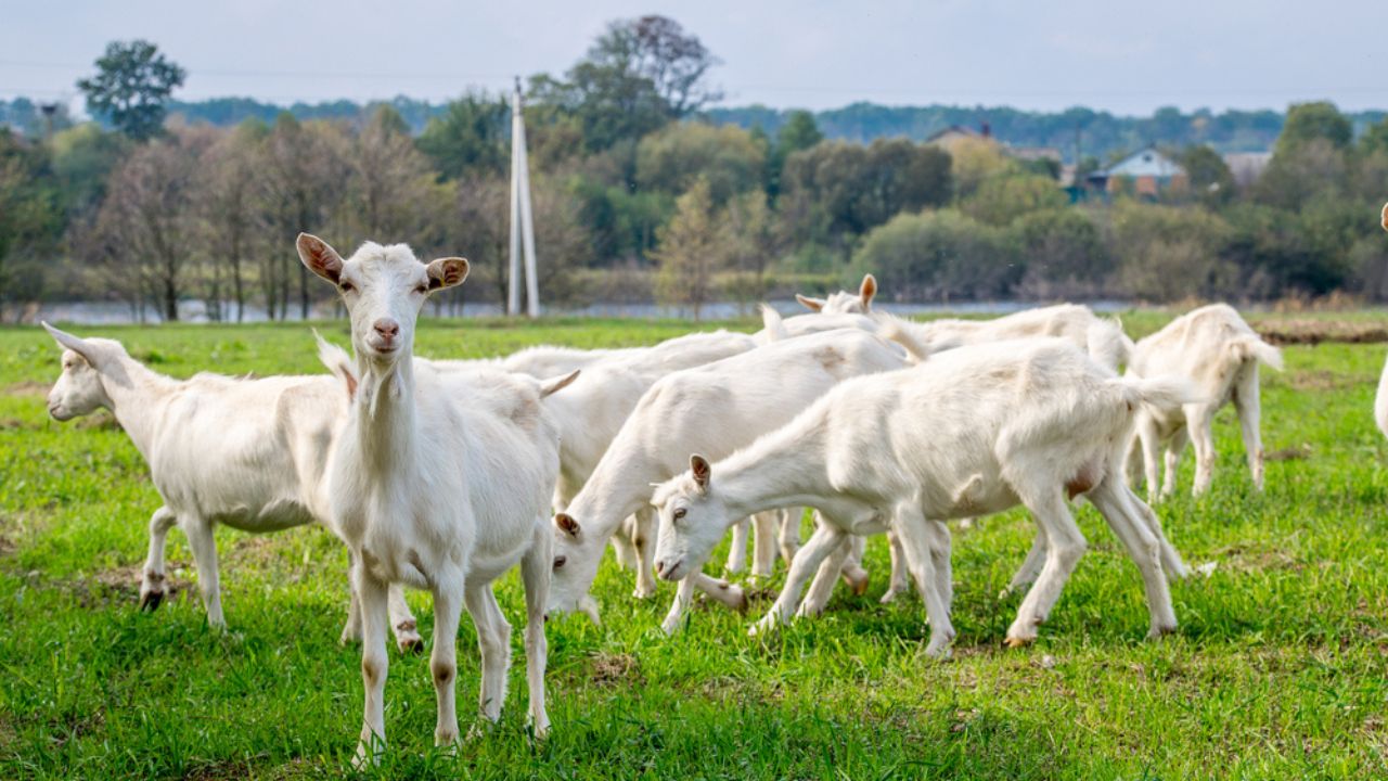 White goats in a meadow of a goat farm. White goats