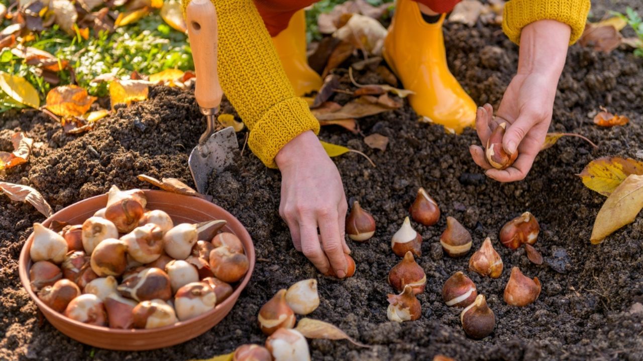 Woman planting tulip bulbs in a flower bed during a beautiful sunny autumn afternoon. Growing tulips. Fall gardening jobs background.