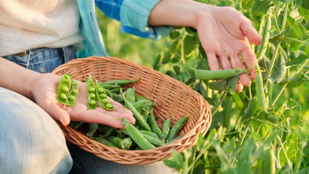 Woman with freshly picked green pea pods peeling and eating peas in vegetable garden