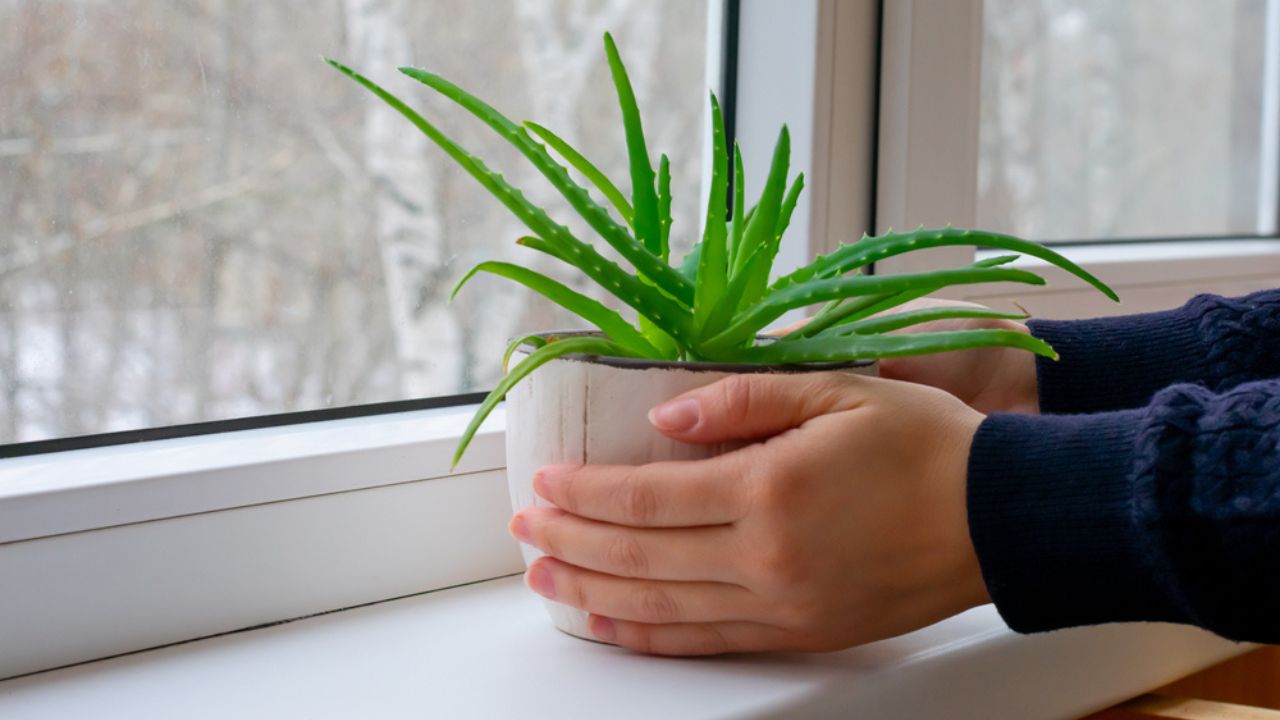 Young aloe plant with green leaves in flower pots. House plant in woman's hands. Putting on windowsill