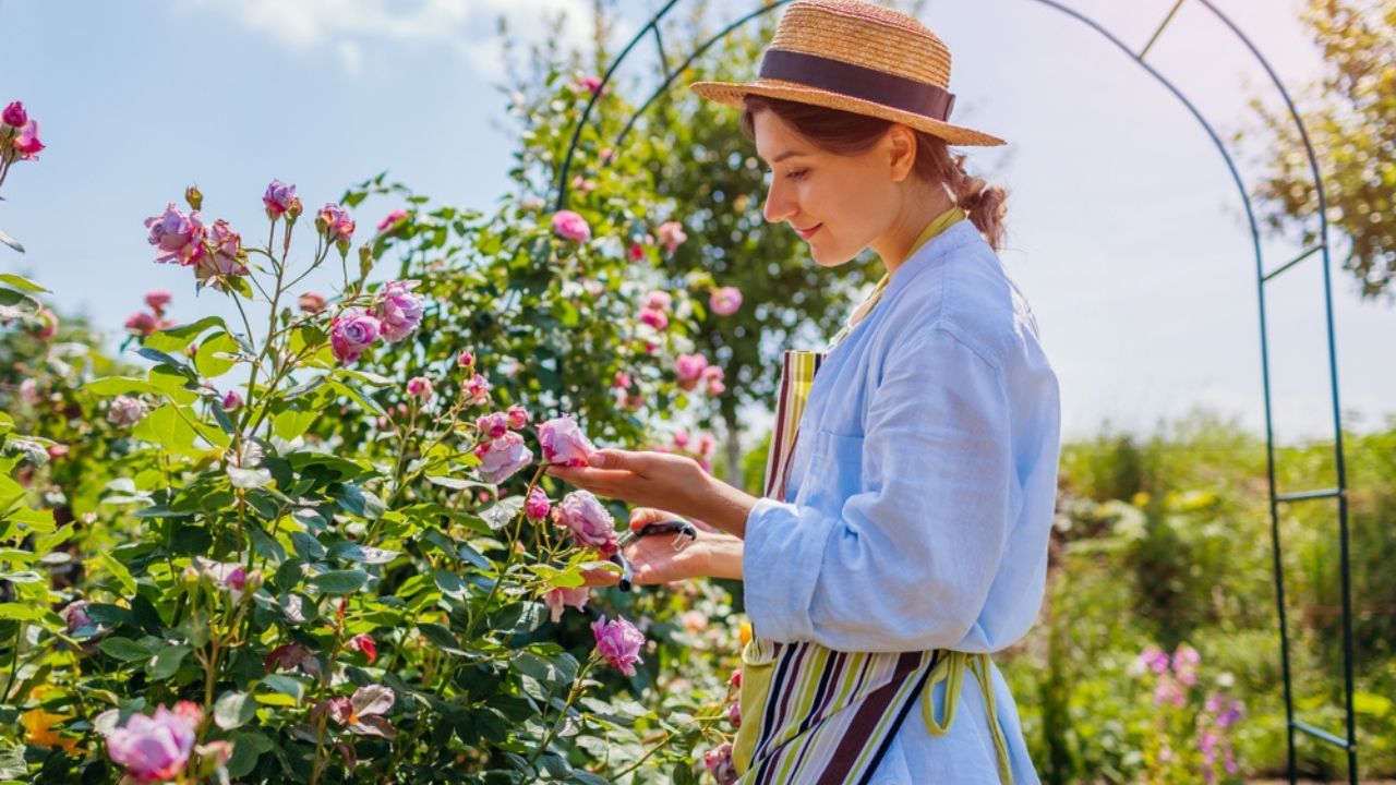 Young happy gardener enjoys blooming roses flowers in summer garden. Woman relaxing walking by Novalis rose holding pruner to cut stems