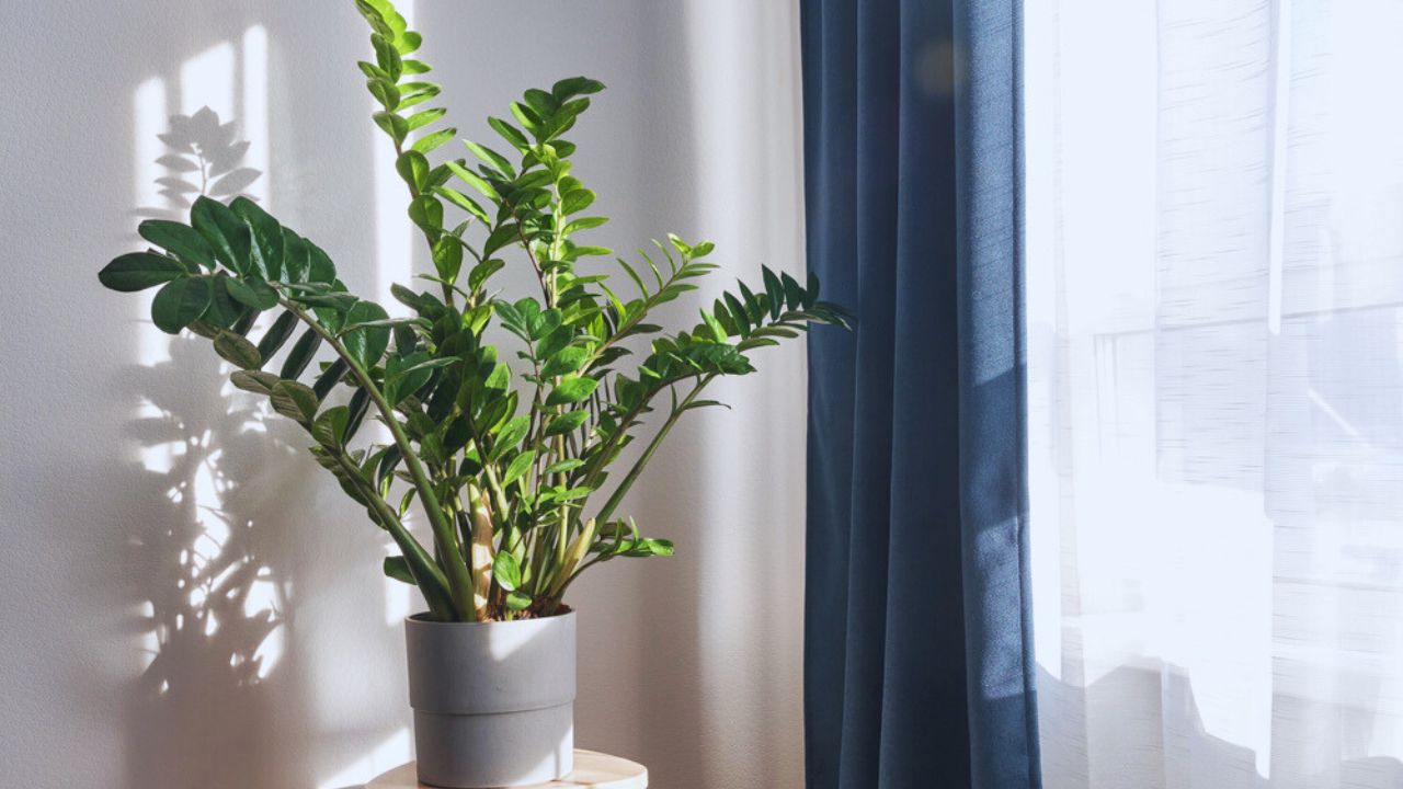 Zamioculcas or Zanzibar gem, ZZ plant, Zuzu plant grown at the nursery