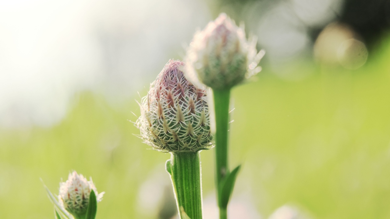 Texas spring wildflowers shows american basket-flower bud in macro closeup, centaurea americana.