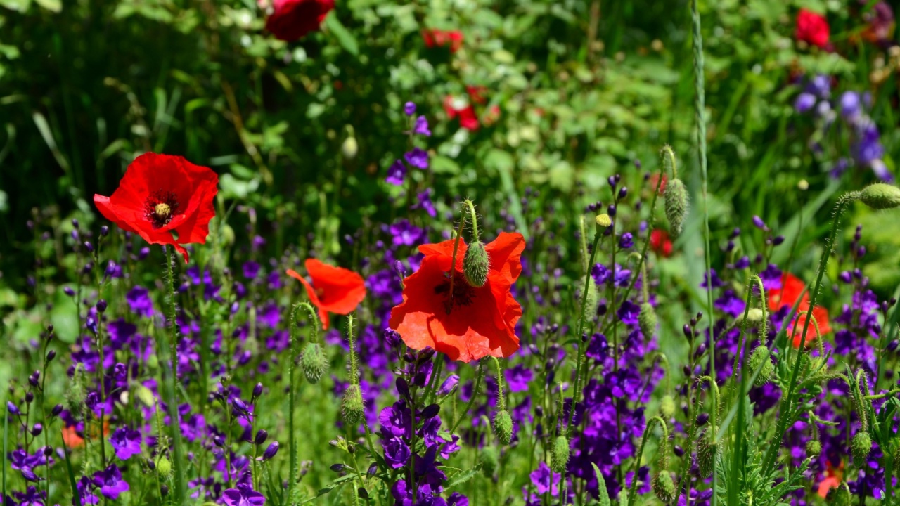 Red poppies and delphinium flowers in the garden