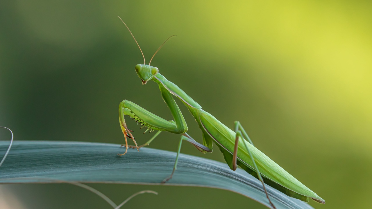 Praying mantis on the leaf