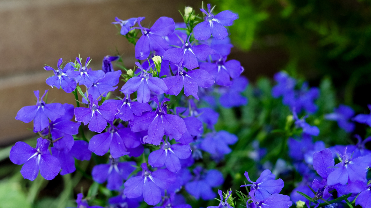 selective focus of lobelia (Lobelia erinus) flowers with blurred background